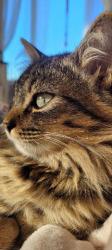 Lost Male Cat last seen san vicente blvd in spring valley, ca 91977, Spring Valley, CA 91977