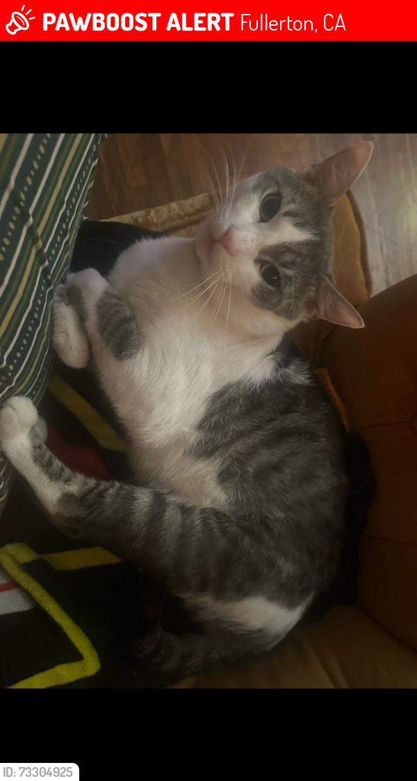Lost Male Cat last seen Commonwealth and north Princeton ave, Fullerton, CA 92831