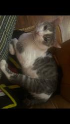 Lost Male Cat last seen Commonwealth and north Princeton ave, Fullerton, CA 92831