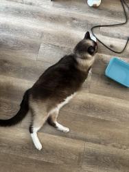 Reunited Male Cat last seen Sorrento apartmentz, League City, TX 77573