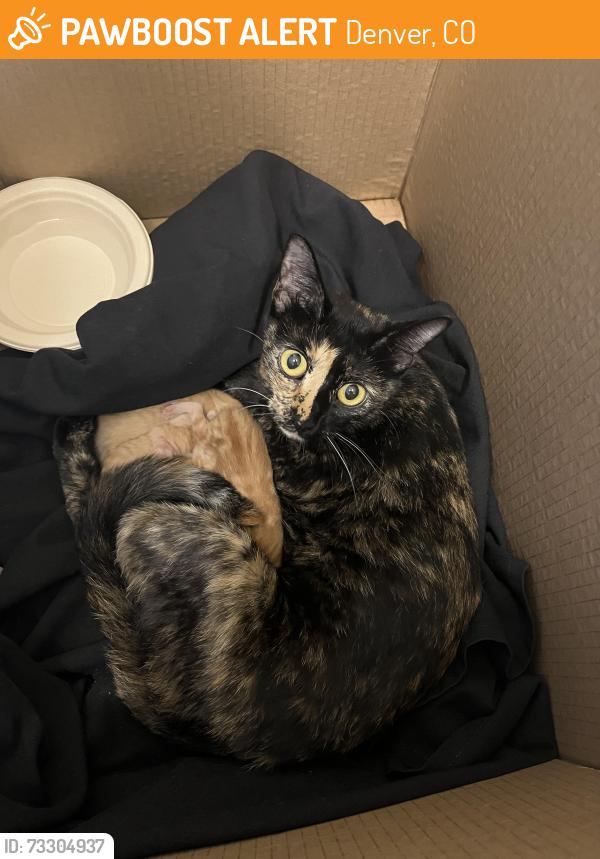 Found/Stray Female Cat last seen 69th and Tower Rd., Denver, CO 80249