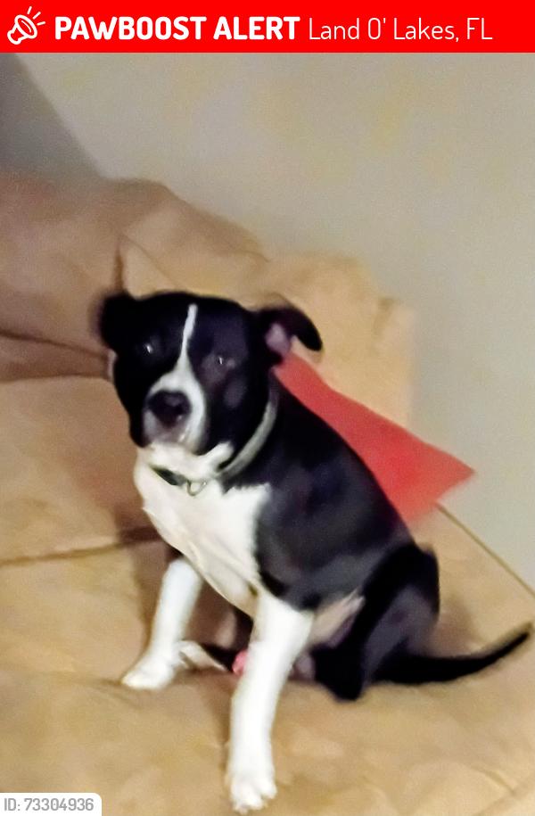 Lost Male Dog last seen Weymouth, Oakstead Land o Lakes, Land O' Lakes, FL 34638