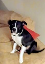 Lost Male Dog last seen Weymouth, Oakstead Land o Lakes, Land O' Lakes, FL 34638