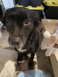 Reunited Female Dog last seen West lake Houston Pky., Atascocita, TX 77346
