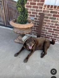 Reunited Male Dog last seen Fm 2378, Wolfforth, TX 79382