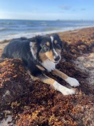 Reunited Male Dog last seen Near Buford Hwy NE #780B Brookhaven, GA 30329 United States, Atlanta, GA 30329