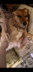 Lost Female Dog last seen Covington, GA, Covington, GA 30014