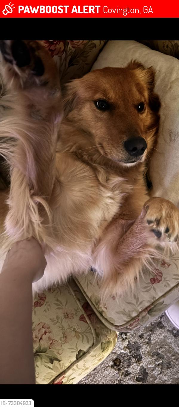 Lost Female Dog last seen Covington, GA, Covington, GA 30014