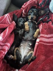 Lost Female Dog last seen Country club road, Lake City, FL 32025