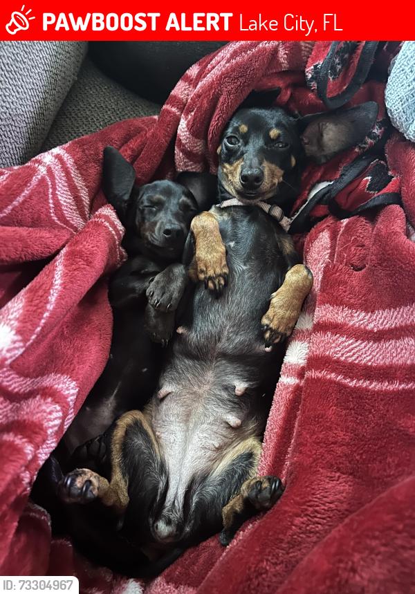 Lost Female Dog last seen Country club road, Lake City, FL 32025