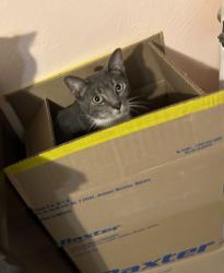 Lost Male Cat last seen edmund avenue, Dundee, FL 33838