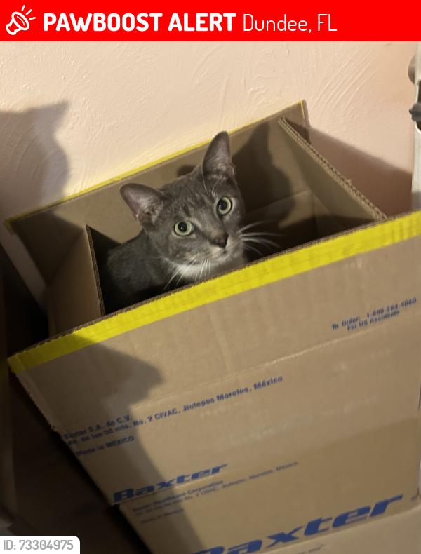 Lost Male Cat last seen edmund avenue, Dundee, FL 33838