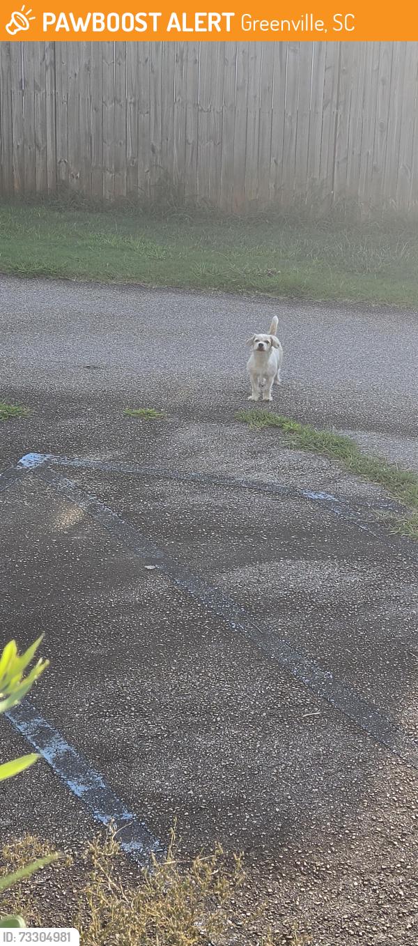 Found/Stray Unknown Dog last seen Sulphur Springs Rd old buncombe rd, Greenville, SC 29617