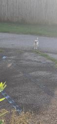 Found/Stray Unknown Dog last seen Sulphur Springs Rd old buncombe rd, Greenville, SC 29617