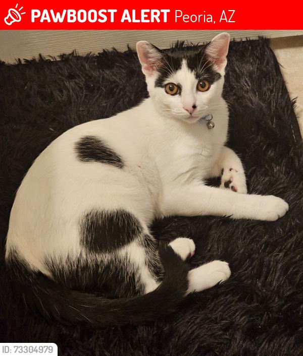 Lost Male Cat last seen 73rd, Peoria, AZ 85382