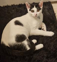 Lost Male Cat last seen 73rd, Peoria, AZ 85382