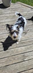 Lost Female Dog last seen Big Horn Dr, Lake Tansi, TN 38572
