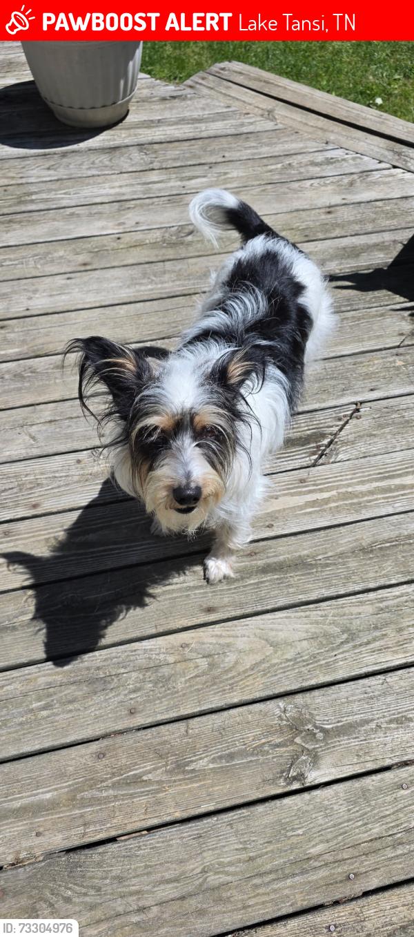 Lost Female Dog last seen Big Horn Dr, Lake Tansi, TN 38572