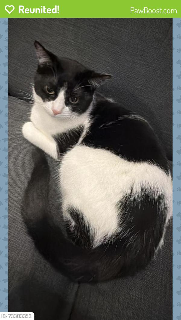 Reunited Female Cat last seen Anne Way gardens, Greater London, England 