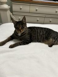 Lost Female Cat last seen Santa Barbara and Stephanie, minden, Johnson Lane, NV 89423