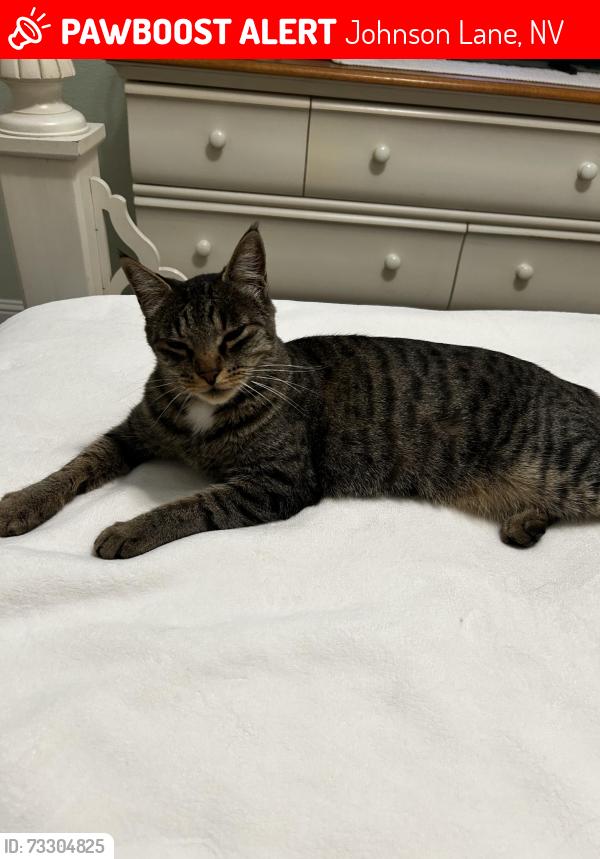 Lost Female Cat last seen Santa Barbara and Stephanie, minden, Johnson Lane, NV 89423
