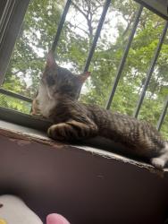 Reunited Female Cat last seen Lawndale and Augusta by Cameron elementary, Chicago, IL 60651