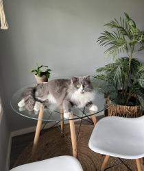 Lost Female Cat last seen Lynndale Park, Lynnwood, WA 98036