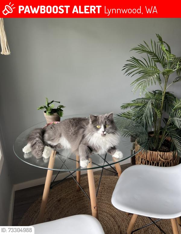 Lost Female Cat last seen Lynndale Park, Lynnwood, WA 98036