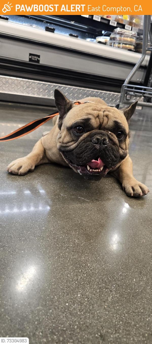 Found/Stray Male Dog last seen Rosecrans and atlantic, East Compton, CA 90221