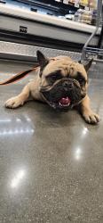 Found/Stray Male Dog last seen Rosecrans and atlantic, East Compton, CA 90221