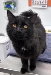 Shelter Stray Male Cat last seen , 593 Fairview Ave N, St Paul, MN 55104, USA