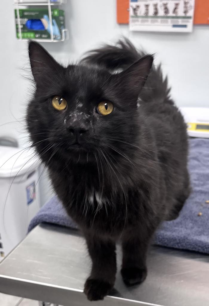 Shelter Stray Male Cat last seen , 593 Fairview Ave N, St Paul, MN 55104, USA