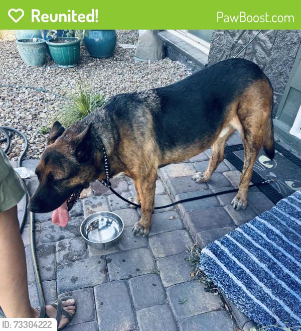 Reunited Male Dog last seen Tory pines and Alta, Las Vegas, NV 89107