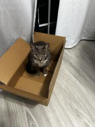 Lost Male Cat last seen Edmund Ave dundee, Fl 33838, Dundee, FL 33838