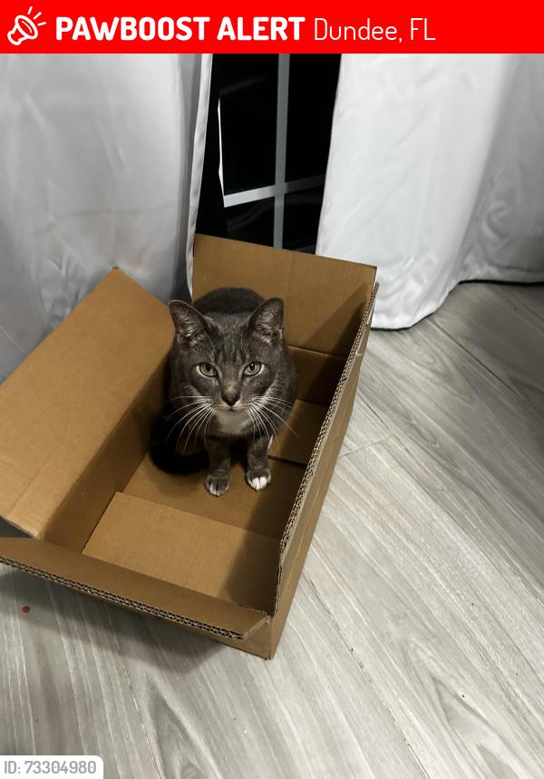 Lost Male Cat last seen Edmund Ave dundee, Fl 33838, Dundee, FL 33838