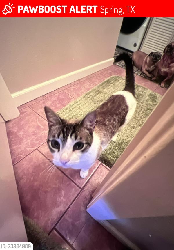 Lost Male Cat last seen San Jacinto river dr, Spring, TX 77386