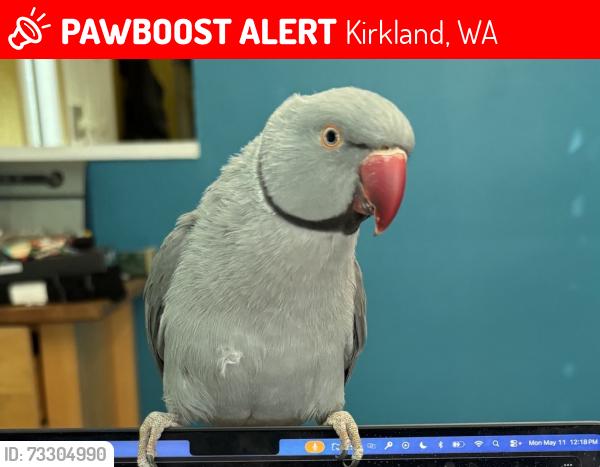Lost Male Bird last seen Lendemain Neighborhood, Kirkland, WA 98034