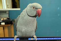 Lost Male Bird last seen Lendemain Neighborhood, Kirkland, WA 98034