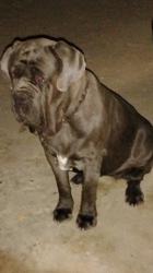Lost Female Dog last seen Old Woman Springs Rd, Lucerne Valley, CA 92356