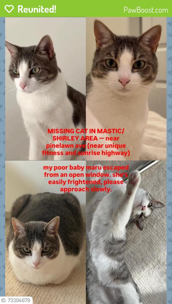 Reunited Female Cat last seen Pinelawn Ave & McGraw St, Shirley, NY 11967