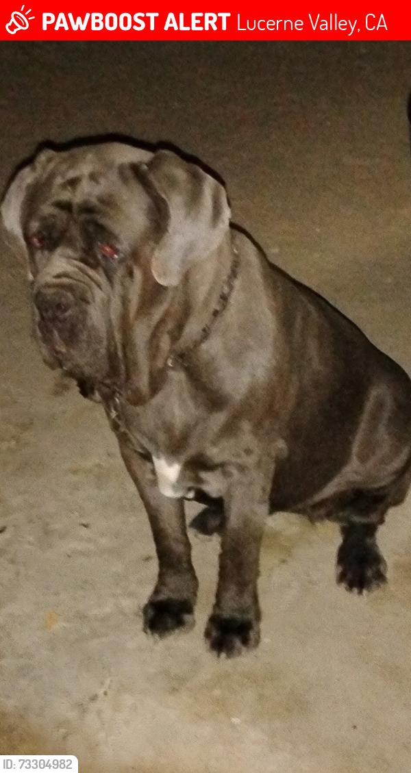 Lost Female Dog last seen Old Woman Springs Rd, Lucerne Valley, CA 92356