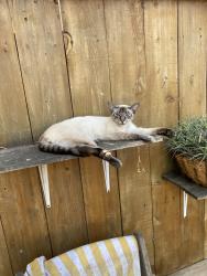 Found/Stray Unknown Cat last seen Werner street, San Diego, CA 92122