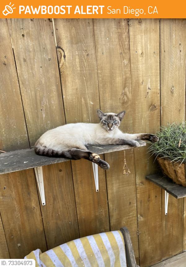 Found/Stray Unknown Cat last seen Werner street, San Diego, CA 92122