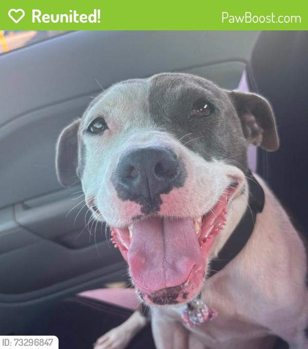Reunited Female Dog last seen N Henry blvd, Stockbridge, GA 30281