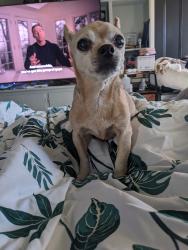 Reunited Female Dog last seen Sutton and Philhower, Lebanon, NJ 08833