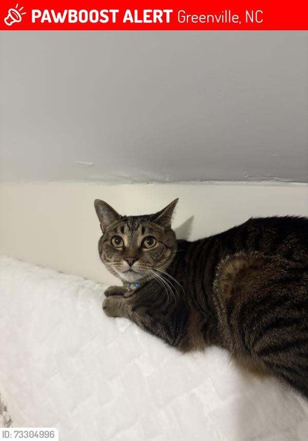 Lost Female Cat last seen 1st Street, Greenville, NC 27858