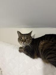 Lost Female Cat last seen 1st Street, Greenville, NC 27858