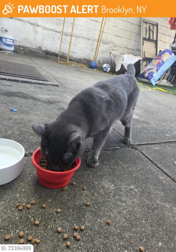 Found/Stray Male Cat last seen My back yard, Brooklyn, NY 11220