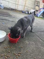 Found/Stray Male Cat last seen My back yard, Brooklyn, NY 11220