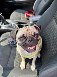 Found/Stray Female Dog last seen Tyler Way, Mabank, TX 75147
